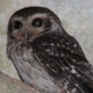 Meet your Posher, Diana lynn